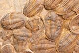 Plate Of Large Asaphid Trilobites - Spectacular Display #133243-5